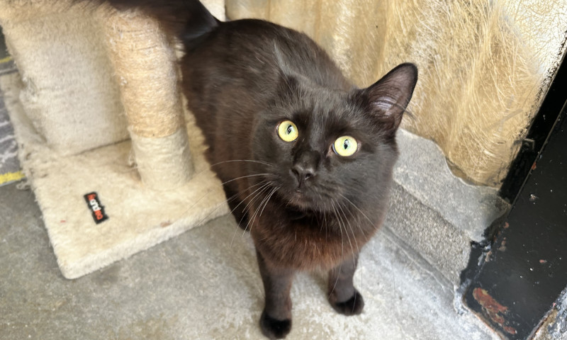 Felix & Salem New (5)