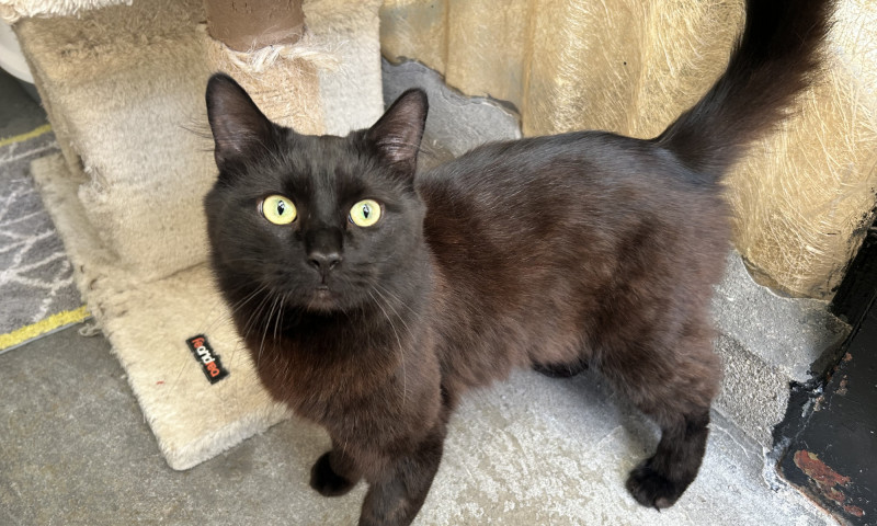 Felix & Salem New (4)