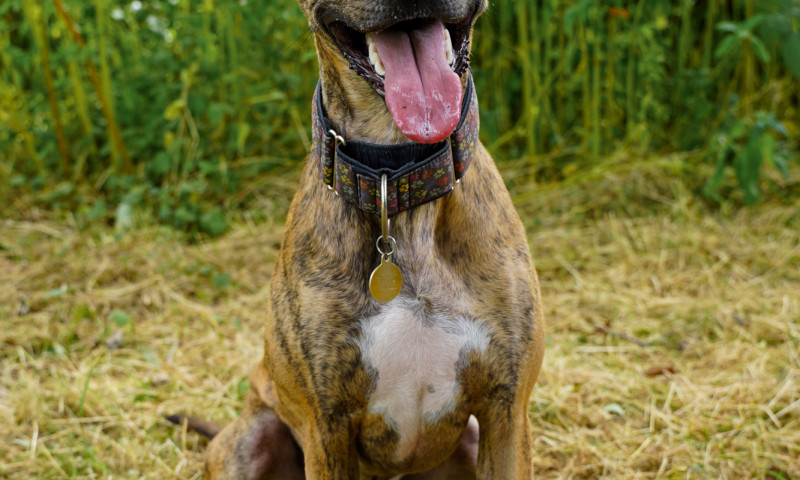 Buster New (4)