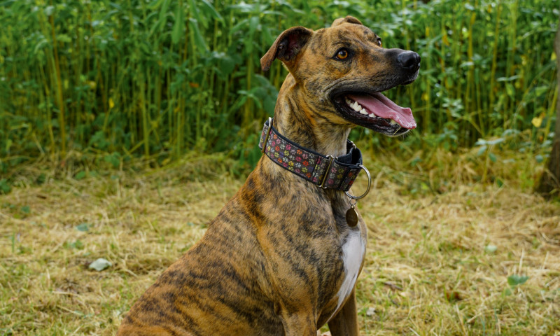 Buster New (3)