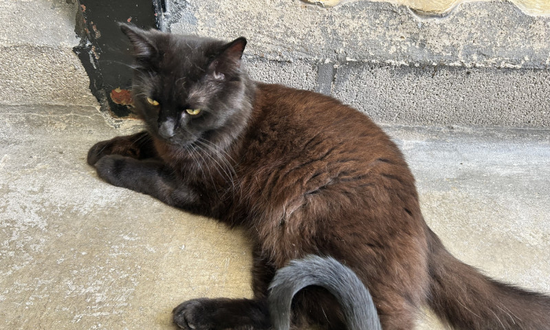 Felix & Salem (3)