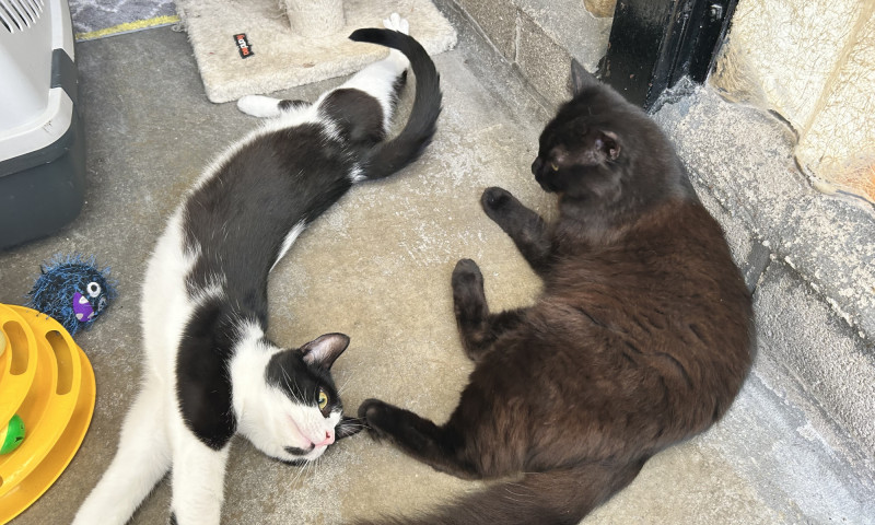 Felix & Salem (5)