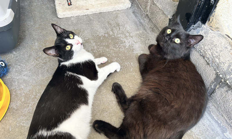 Felix & Salem (7)