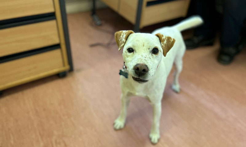 Milo (5)