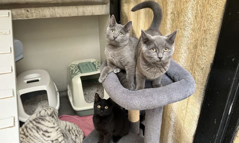 Luke, Avery & Juiliette (9)