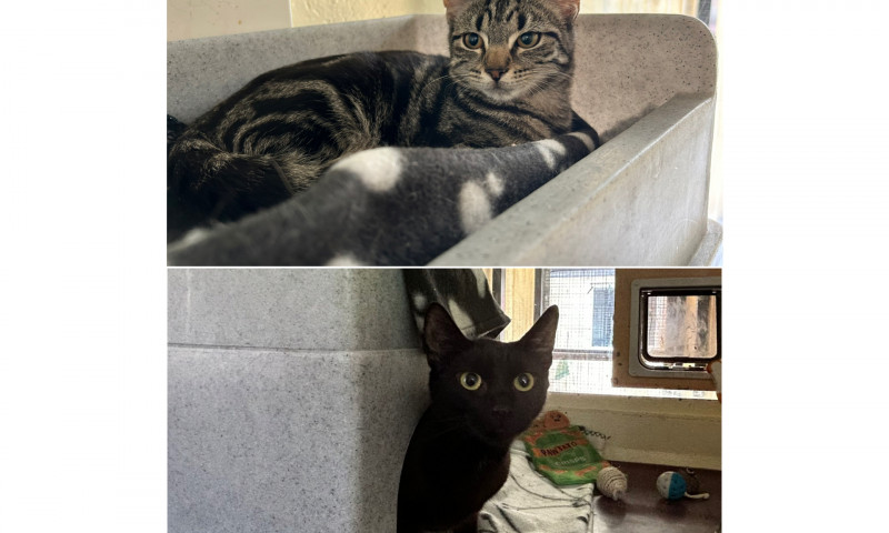 P & K