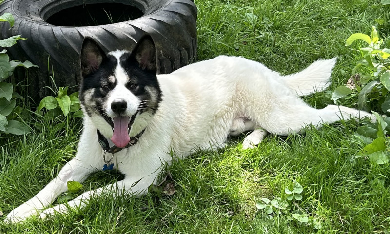 Cooper (1)