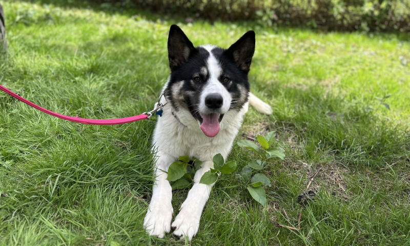 Cooper (3)
