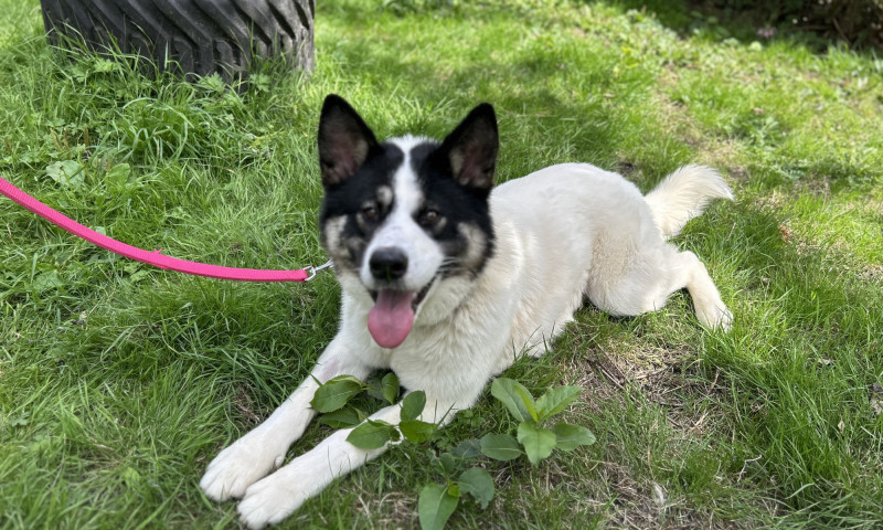 Cooper (4)