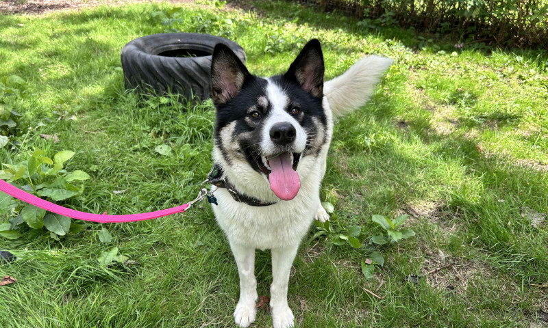 Cooper (5)