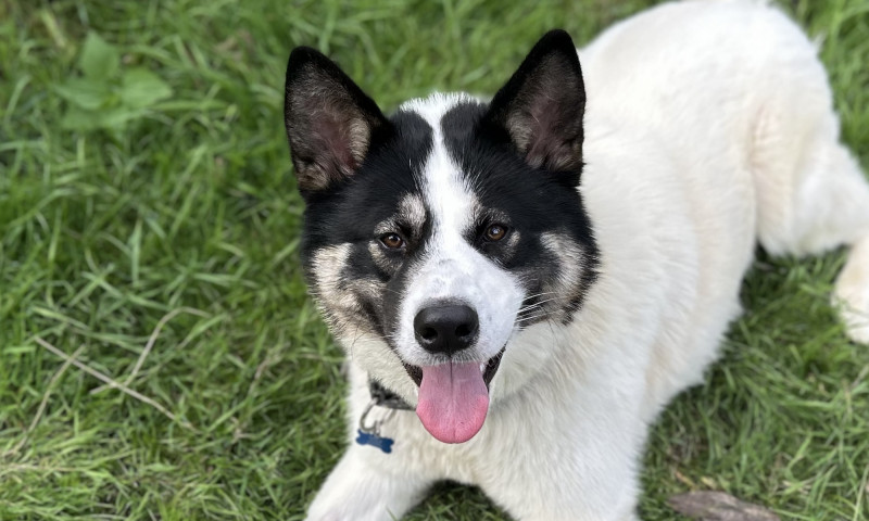 Cooper (11)