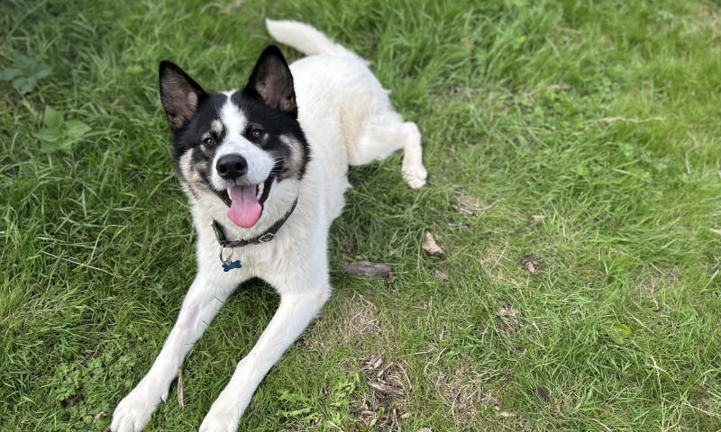 Cooper (12)