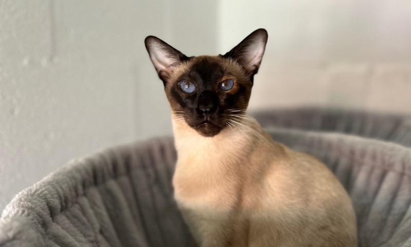 Siamese (2)