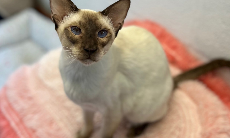 Siamese (11)