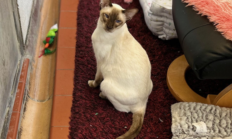 Siamese (13)