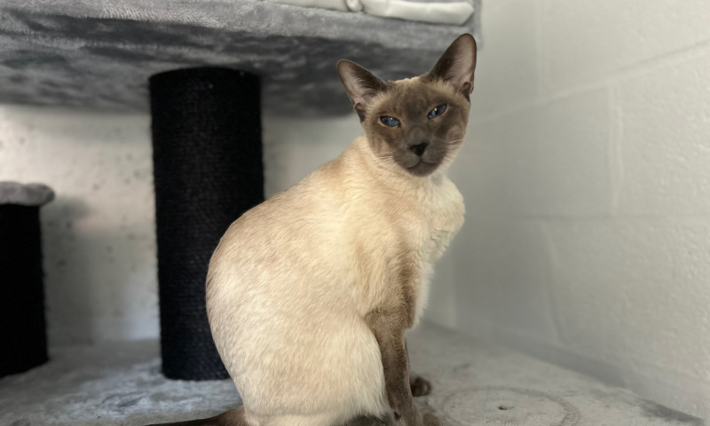 Siamese (21)