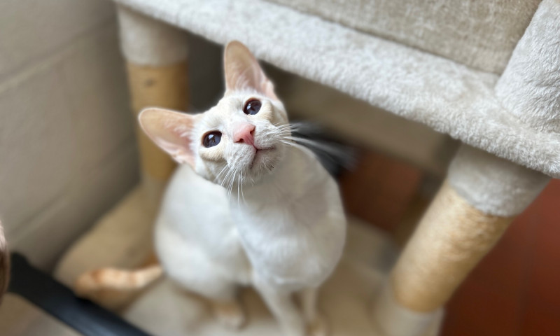 Siamese cats (1)