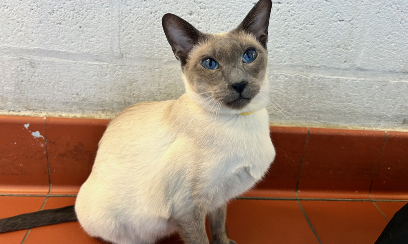 Siamese cats (11)