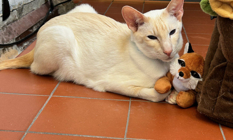 Siamese cats (17)