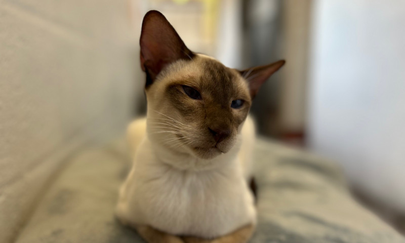 Siamese cats (20)