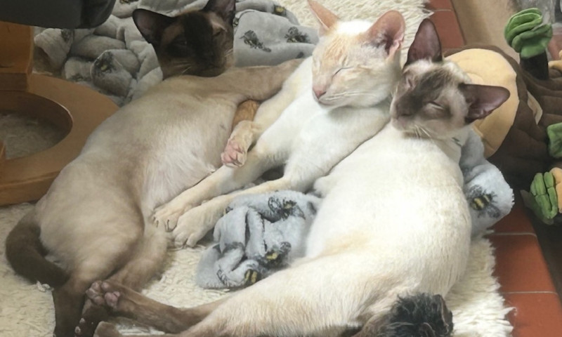 Siamese cats (23)