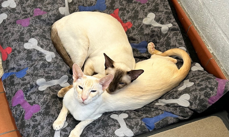 Siamese cats (25)