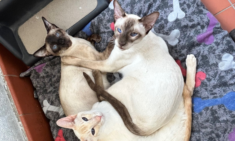 Siamese cats (31)