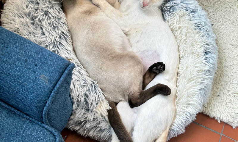 Siamese cats (37)