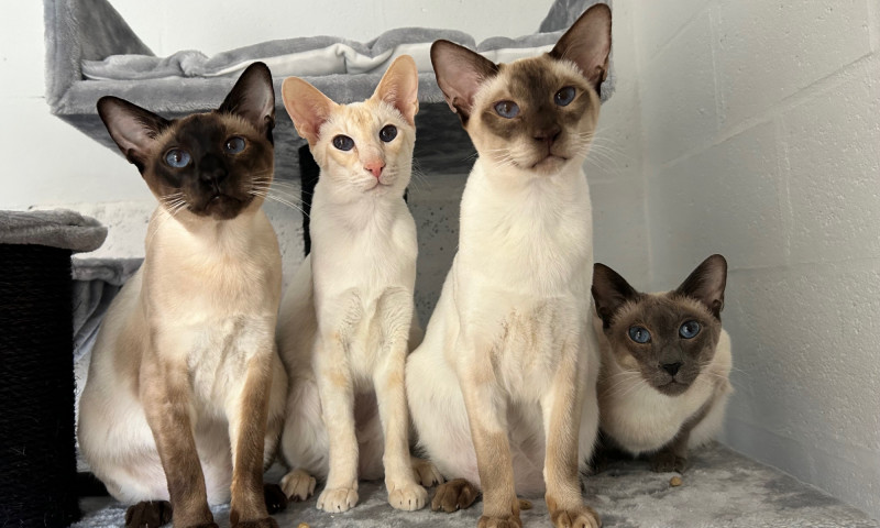 Siamese cats (52)