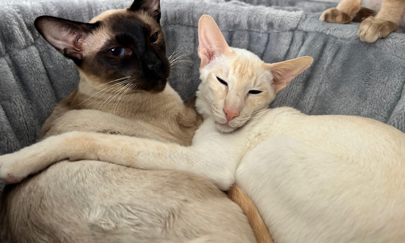 Siamese cats (60)