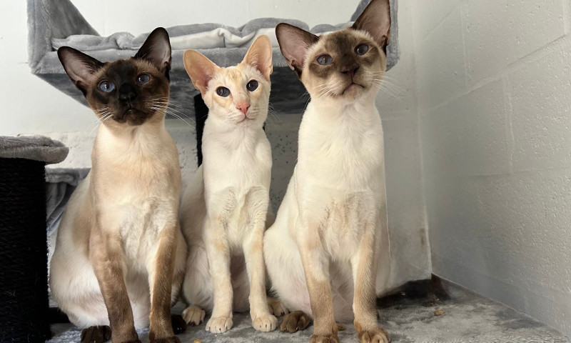 Siamese cats (65)