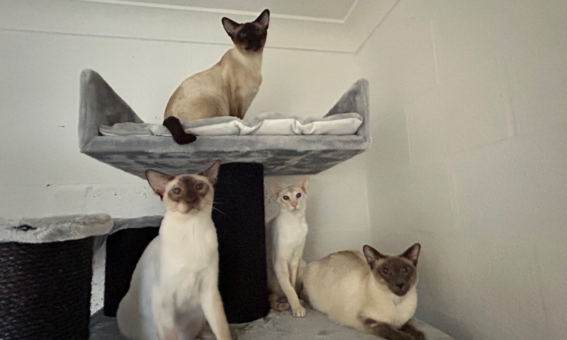 Siamese cats (66)