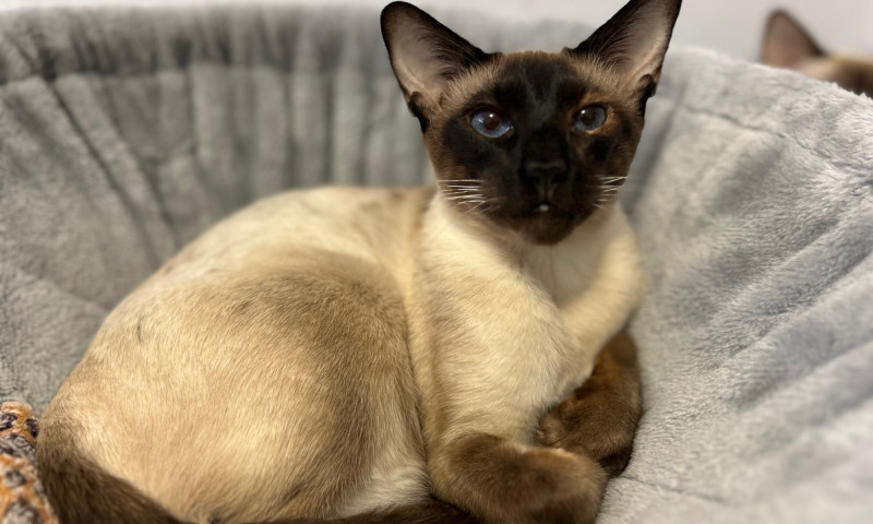 Siamese cats (73)