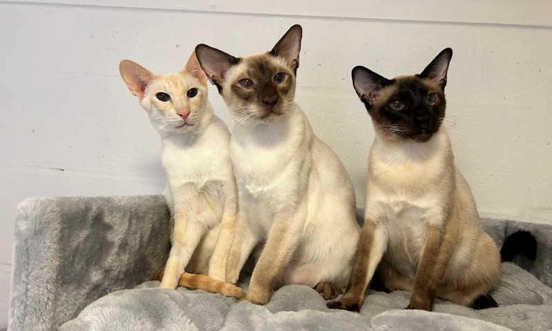 Siamese cats (75)