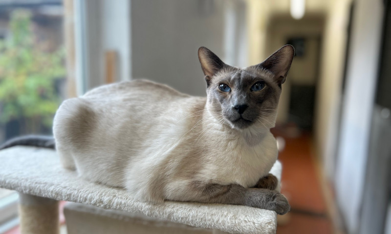 Siamese cats (86)