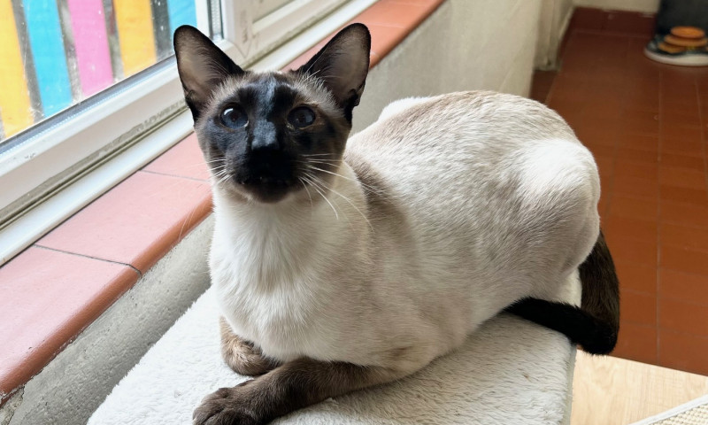 Siamese cats (93)