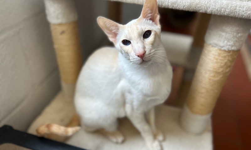 Siamese cats (95)