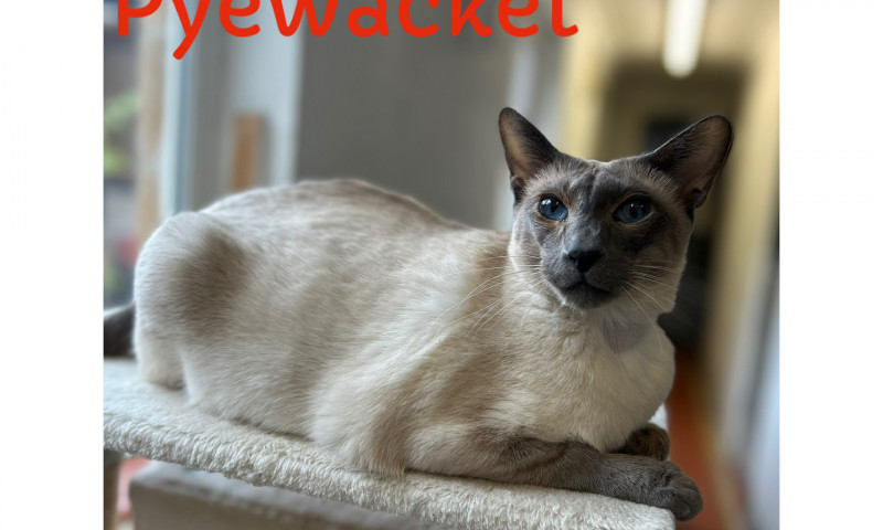 Siamese (2)