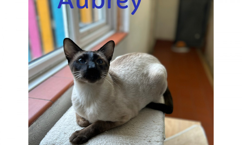 Siamese (3)