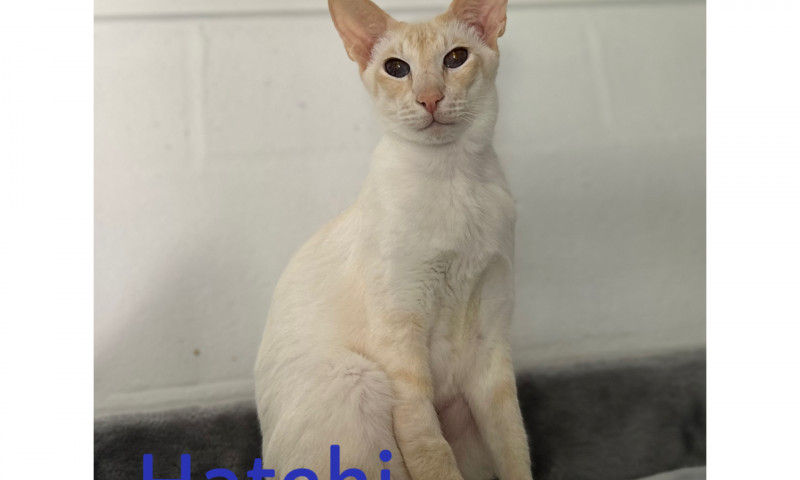 Siamese (4)