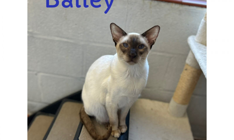 Siamese (1)