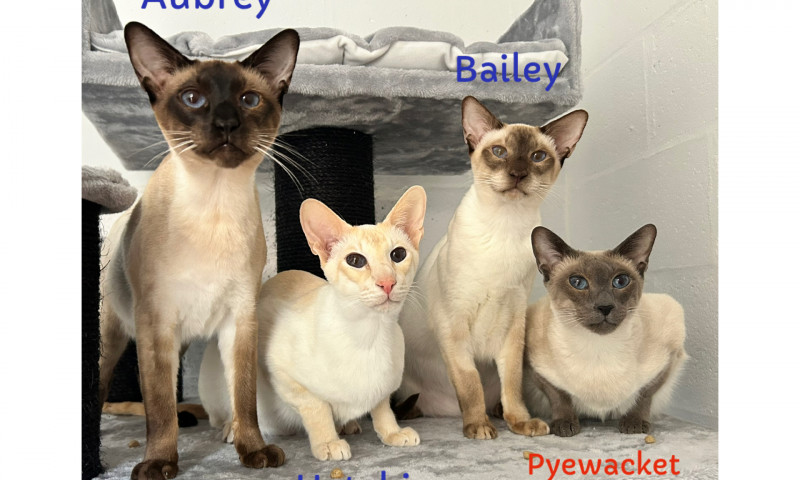 Siamese