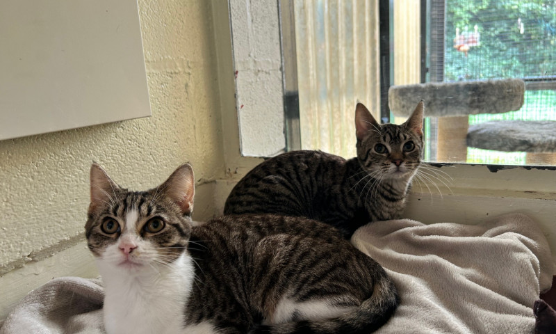 Stella & Addie (4)