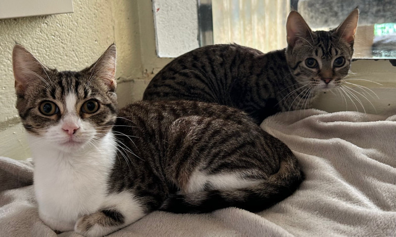 Stella & Addie (5)