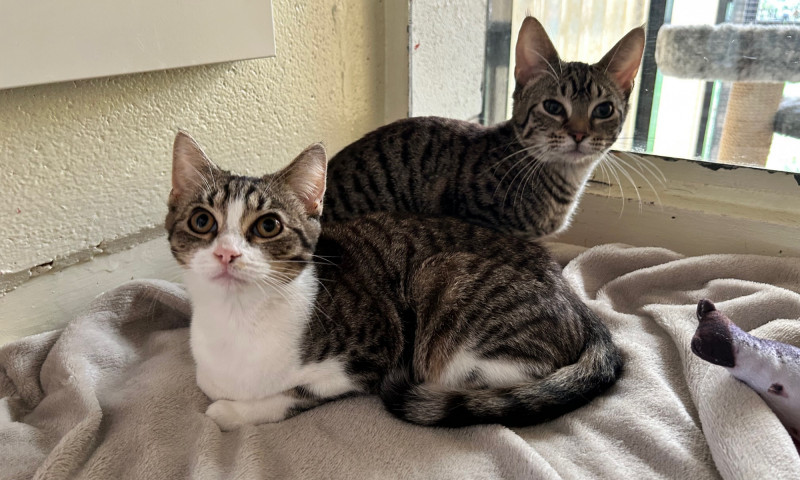 Stella & Addie (7)