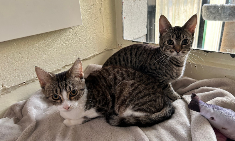 Stella & Addie (10)
