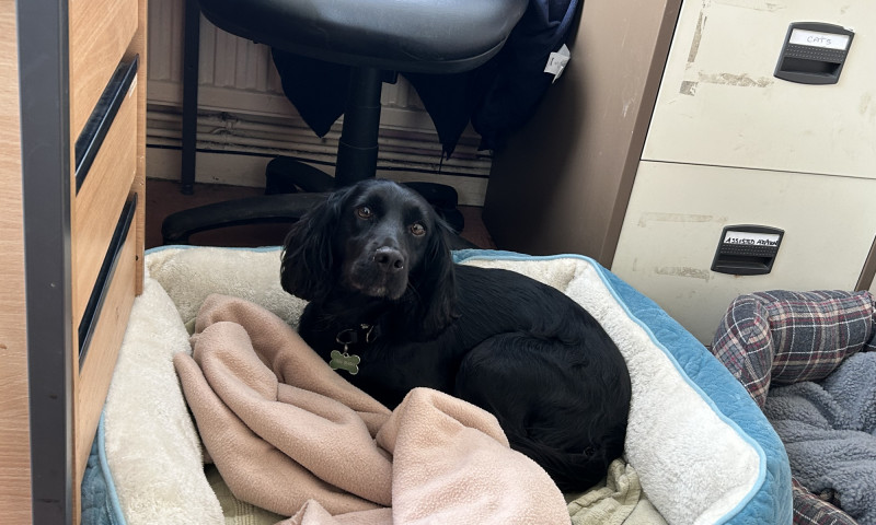 Kiki (14)