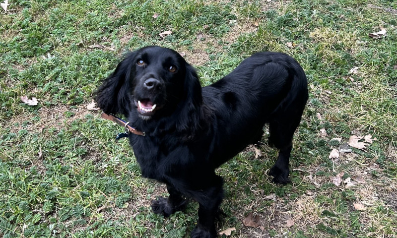 Kiki (11)
