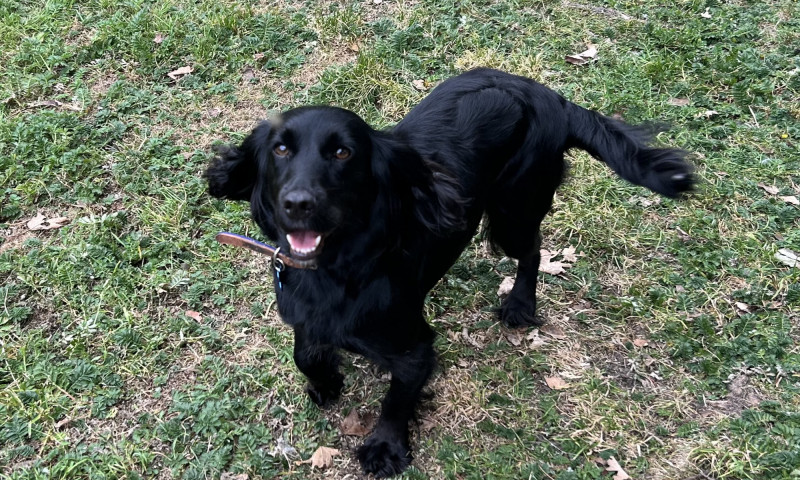 Kiki (10)