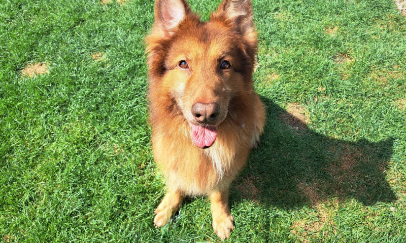 Rusty (1)